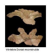 Vértebra reconstruída