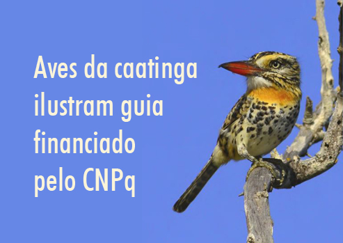 Livro apoiado pelo CNPq cataloga espécies de aves da caatinga