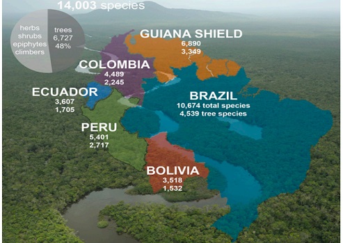 Grupo que inclui pesquisadores do CNPq revela a diversidade de plantas da Amazônia