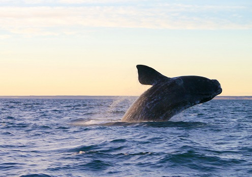 Pesquisa publicada na revista Scientific Reports vincula sucesso reprodutivo de baleias-franca à disponibilidade de krill