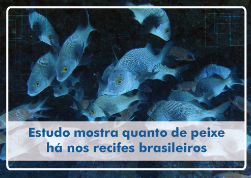 CNPq apoia pesquisa sobre dados de contagens subaquáticas de peixes