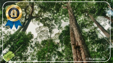 Proteger estoques de carbono pode não resultar em proteção à biodiversidade