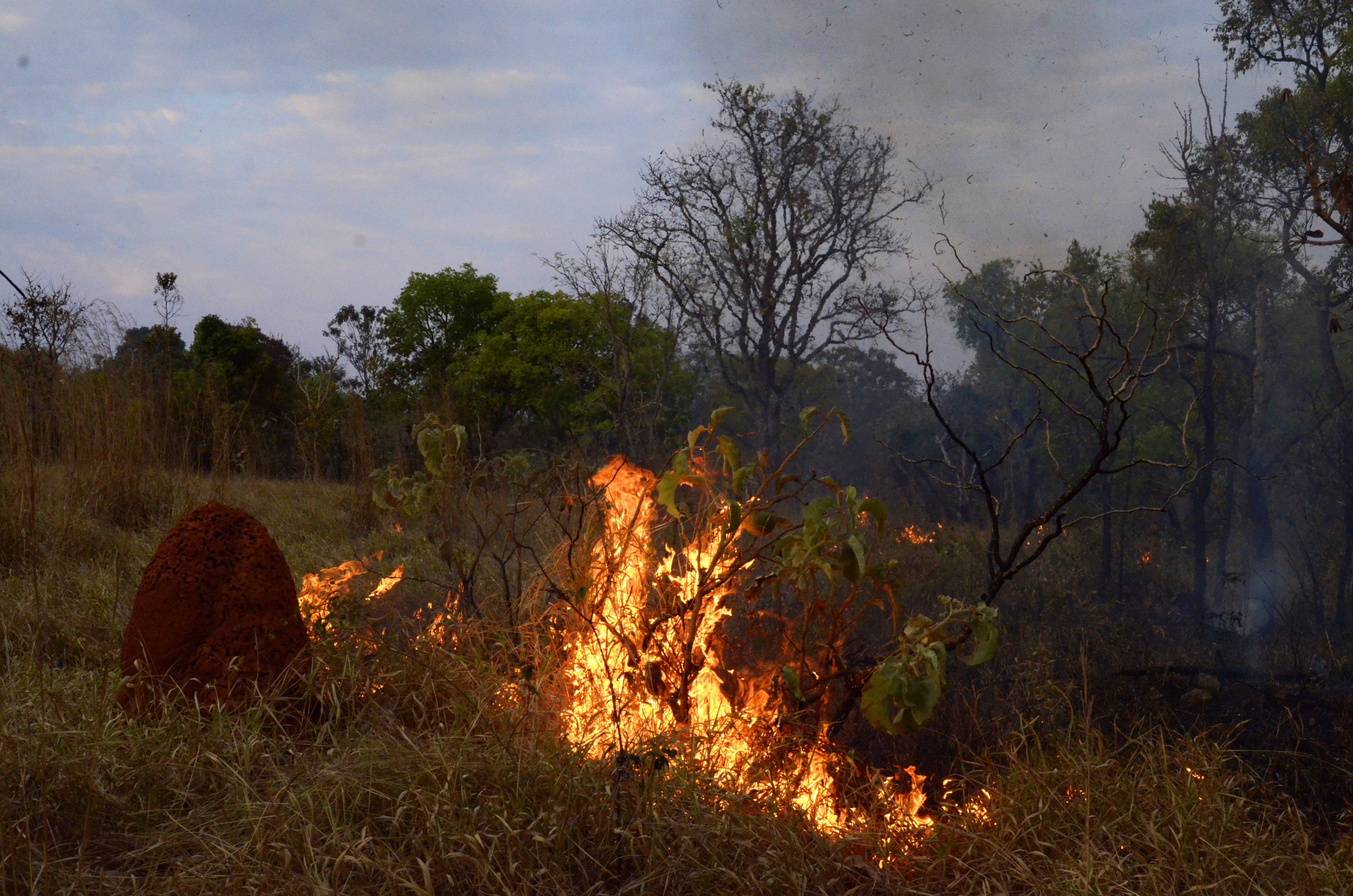 Fogo no cerrado em Brasilia