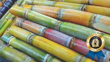 Uso de bactérias e material orgânico pode aumentar a produtividade da cana-de-açúcar